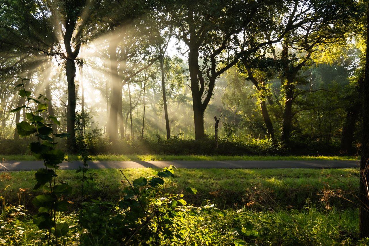 Zonlicht door bomen